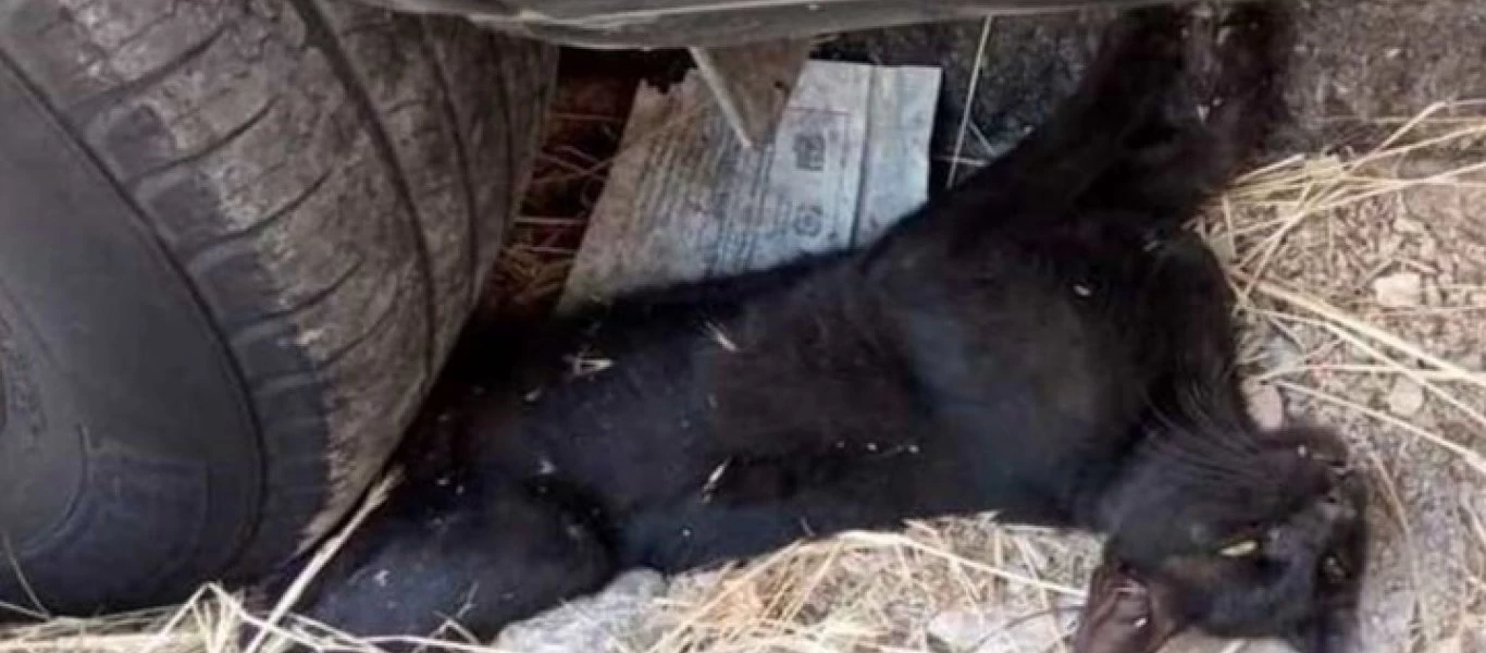 Κτηνωδία στην Πάτρα: Ασυνείδητος οδηγός πάρκαρε πάνω σε έναν γάτο – Το μαρτύριο των εννέα ωρών και η τραγική κατάληξη